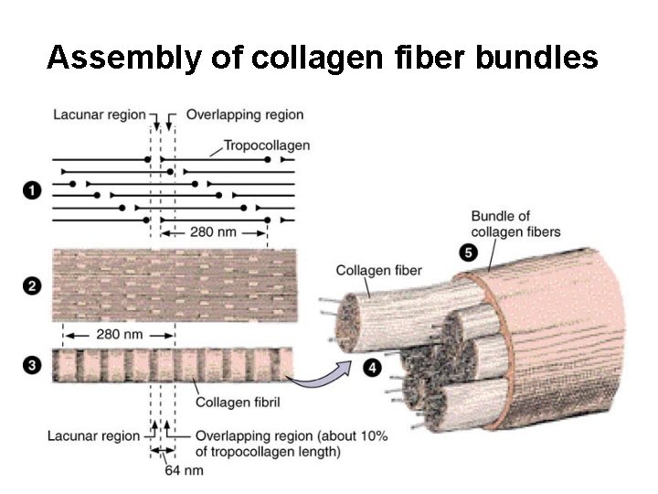 Assembly of collagen fiber bundles 
