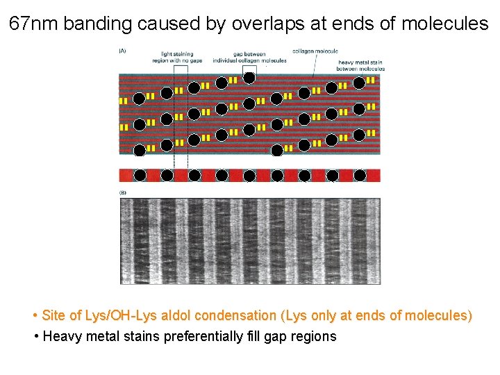 67 nm banding caused by overlaps at ends of molecules • Site of Lys/OH-Lys
