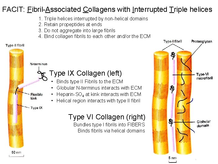 FACIT: Fibril-Associated Collagens with Interrupted Triple helices 1. Triple helices interrupted by non-helical domains