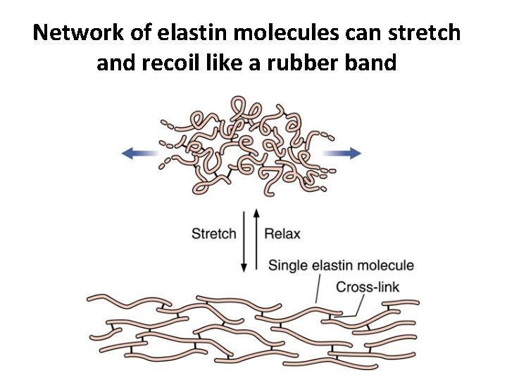 Network of elastin molecules can stretch and recoil like a rubber band 