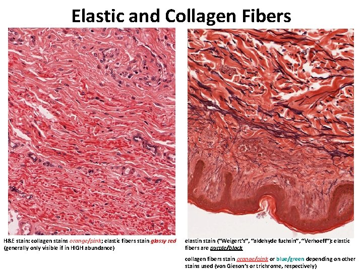 Elastic and Collagen Fibers H&E stain: collagen stains orange/pink; elastic fibers stain glassy red