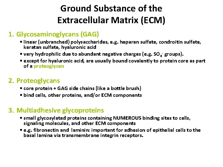 Ground Substance of the Extracellular Matrix (ECM) 1. Glycosaminoglycans (GAG) • linear (unbranched) polysaccharides,