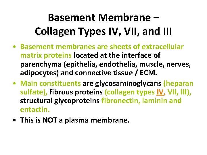 Basement Membrane – Collagen Types IV, VII, and III • Basement membranes are sheets