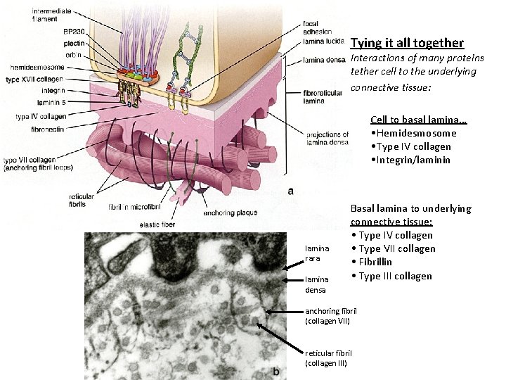 Tying it all together Interactions of many proteins tether cell to the underlying connective