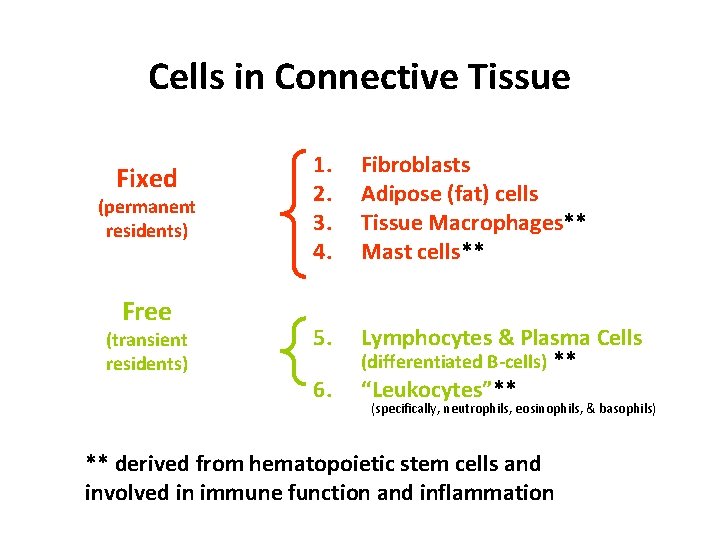 Cells in Connective Tissue Fixed (permanent residents) Free (transient residents) 1. 2. 3. 4.