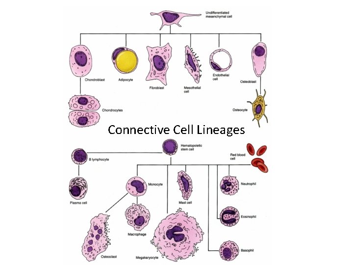 Connective Cell Lineages 