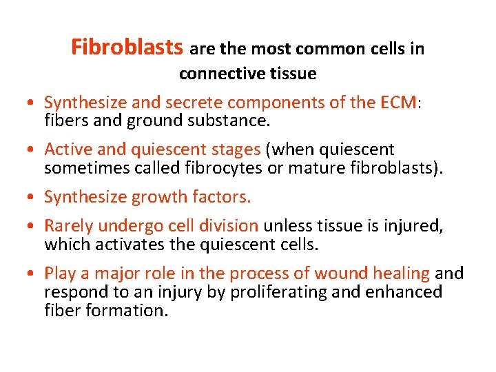 Fibroblasts are the most common cells in connective tissue • Synthesize and secrete components