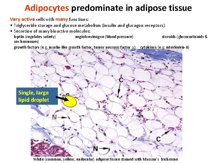 Adipocytes predominate in adipose tissue Very active cells with many functions: • Triglyceride storage