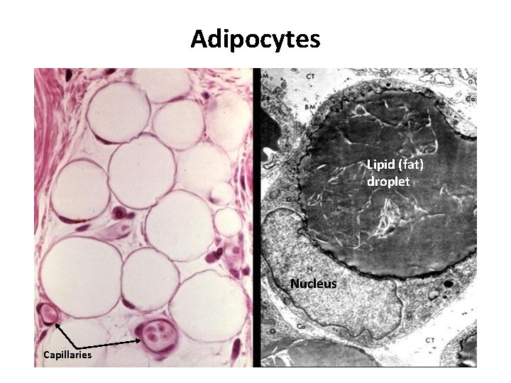Adipocytes Lipid (fat) droplet Nucleus Capillaries 