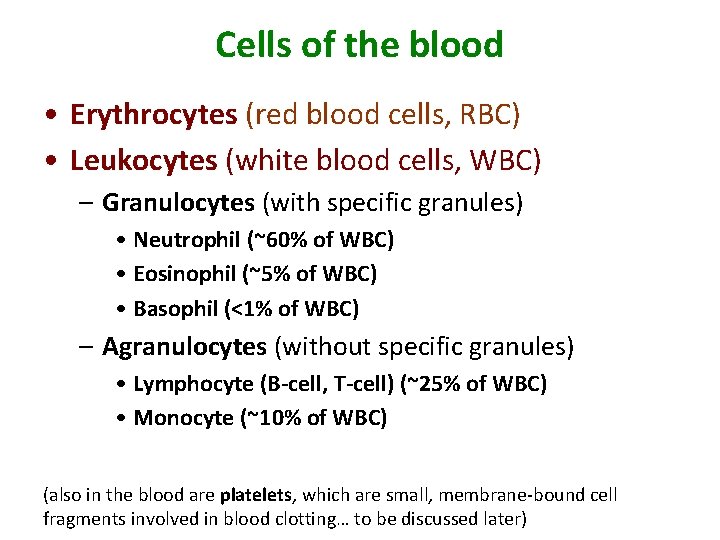 Cells of the blood • Erythrocytes (red blood cells, RBC) • Leukocytes (white blood
