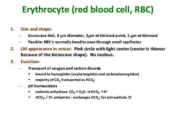 Erythrocyte (red blood cell, RBC) 1. Size and shape: – – 2. 3. biconcave