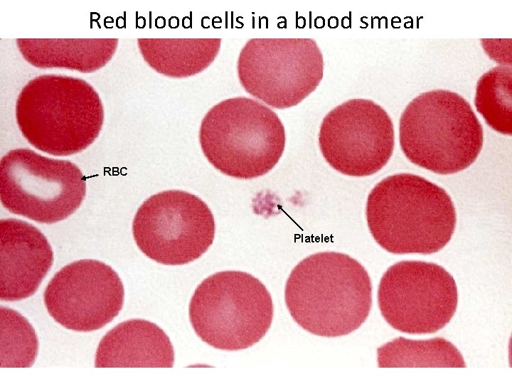 Red blood cells in a blood smear RBC Platelet 