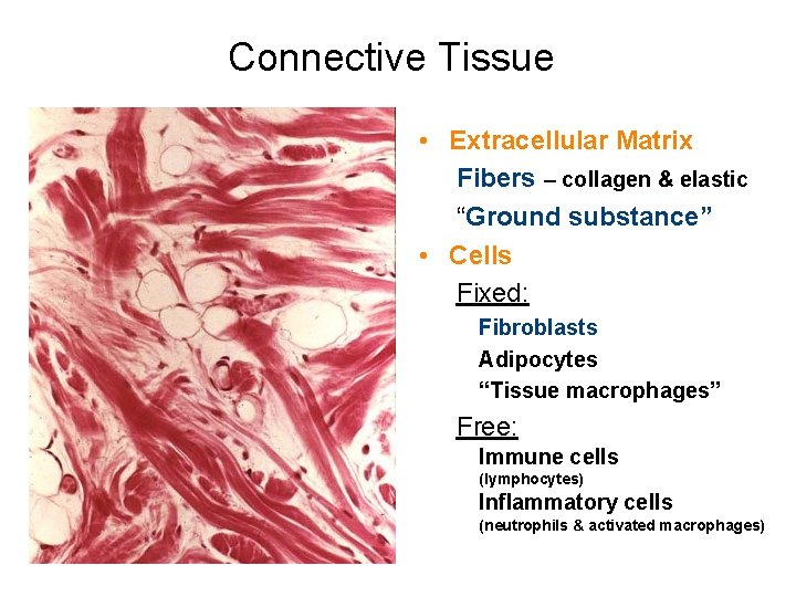 Connective Tissue • Extracellular Matrix Fibers – collagen & elastic “Ground substance” • Cells