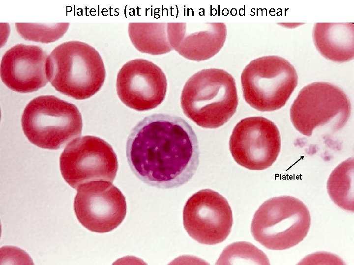 Platelets (at right) in a blood smear Platelet 