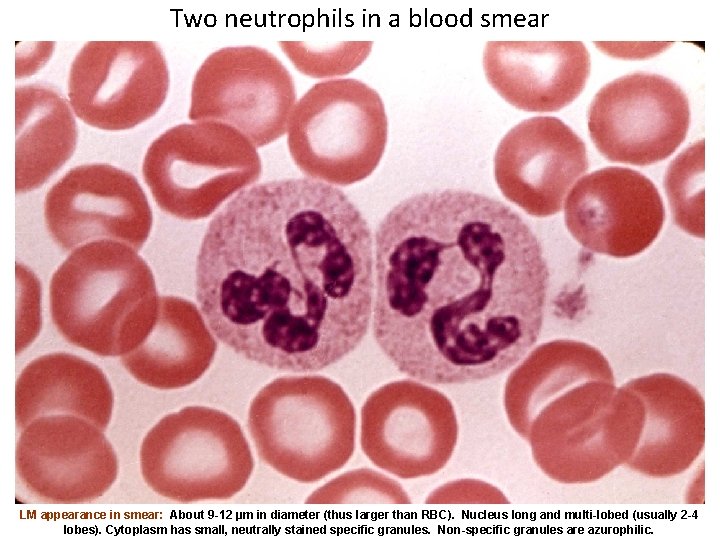 Two neutrophils in a blood smear LM appearance in smear: About 9 -12 µm