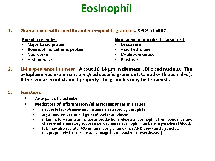 Eosinophil 1. Granulocyte with specific and non-specific granules, 3 -5% of WBCs Specific granules