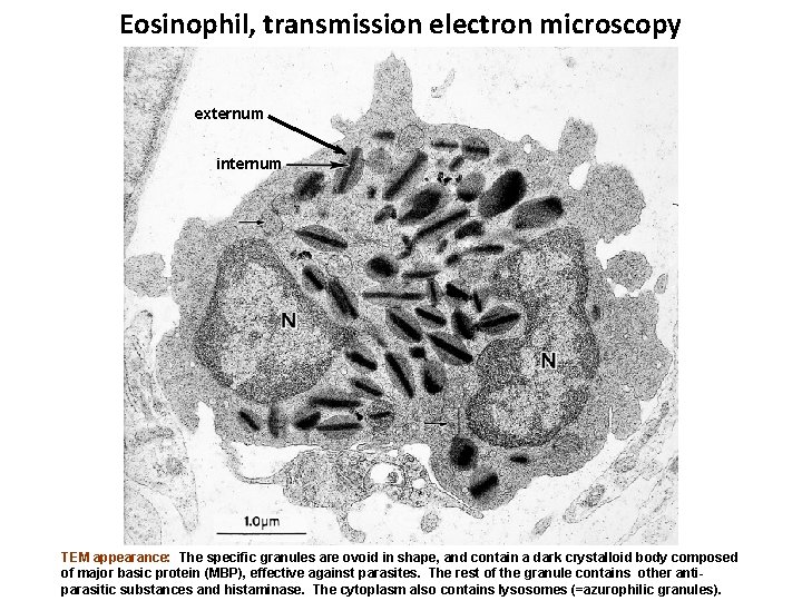 Eosinophil, transmission electron microscopy externum internum TEM appearance: The specific granules are ovoid in