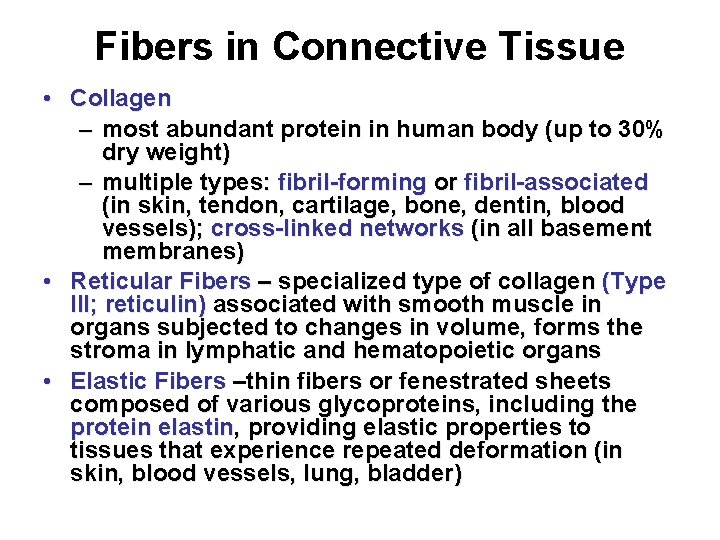 Fibers in Connective Tissue • Collagen – most abundant protein in human body (up