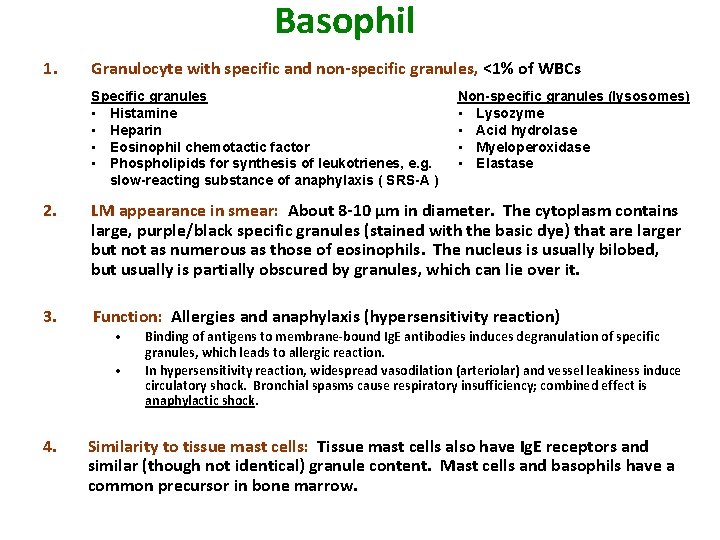 Basophil 1. Granulocyte with specific and non-specific granules, <1% of WBCs Specific granules •