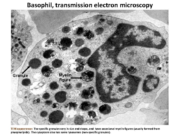 Basophil, transmission electron microscopy Granule Myelin figure TEM appearance: The specific granules vary in