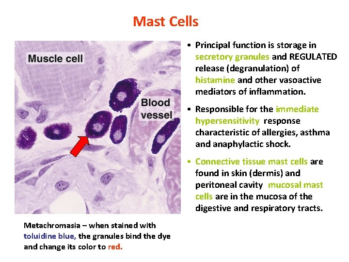 Mast Cells • Principal function is storage in secretory granules and REGULATED release (degranulation)