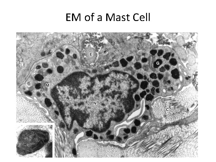 EM of a Mast Cell 