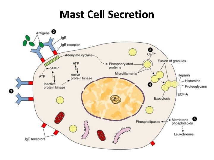 Mast Cell Secretion 