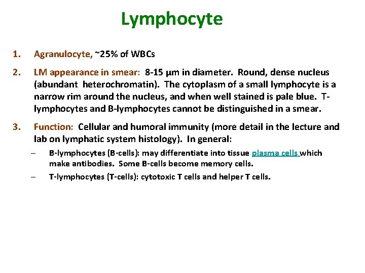 Lymphocyte 1. Agranulocyte, ~25% of WBCs 2. LM appearance in smear: 8 -15 µm