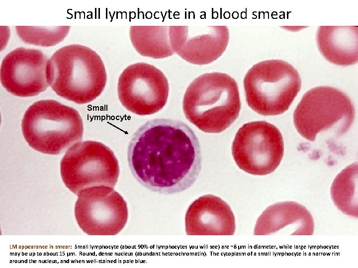 Small lymphocyte in a blood smear Small lymphocyte LM appearance in smear: Small lymphocyte