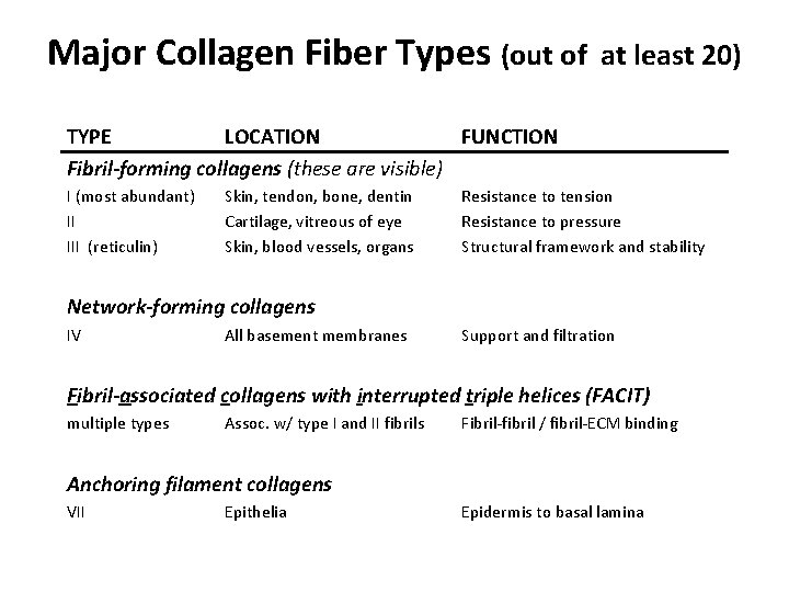 Major Collagen Fiber Types (out of at least 20) TYPE LOCATION FUNCTION Fibril-forming collagens