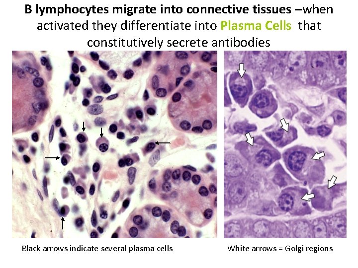 B lymphocytes migrate into connective tissues –when activated they differentiate into Plasma Cells that