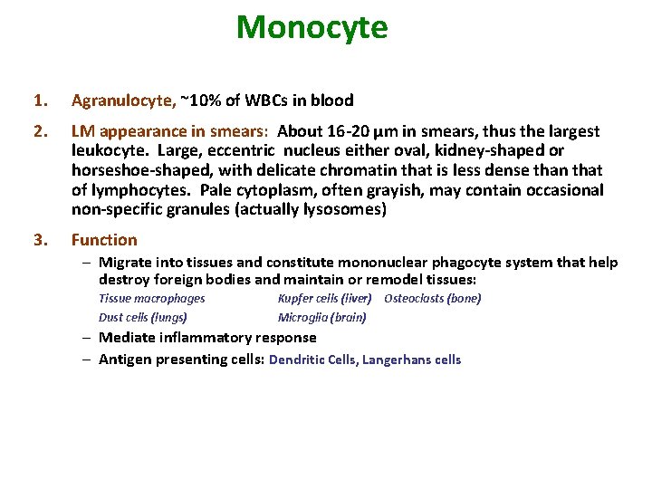 Monocyte 1. Agranulocyte, ~10% of WBCs in blood 2. LM appearance in smears: About