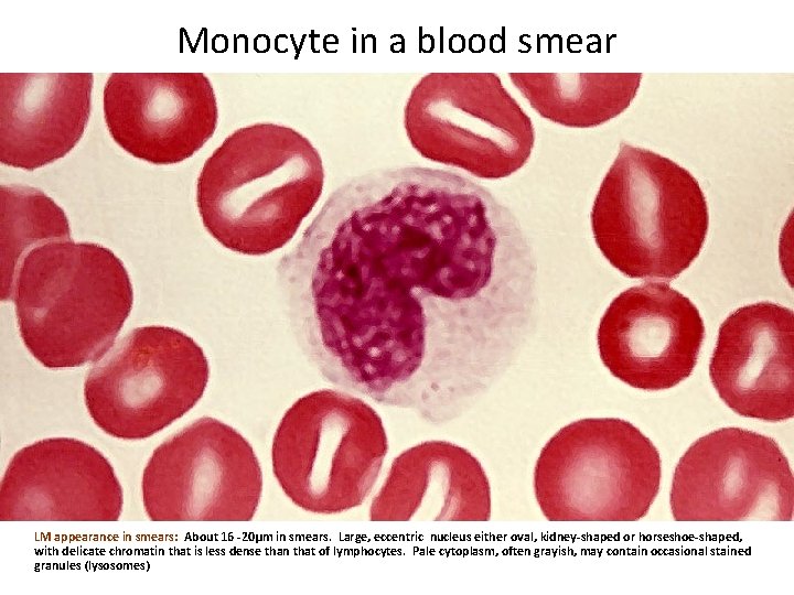 Monocyte in a blood smear LM appearance in smears: About 16 -20µm in smears.