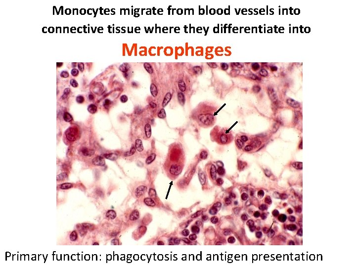 Monocytes migrate from blood vessels into connective tissue where they differentiate into Macrophages Primary