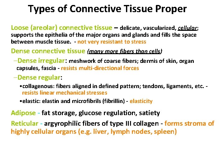 Types of Connective Tissue Proper Loose (areolar) connective tissue – delicate, vascularized, cellular; supports