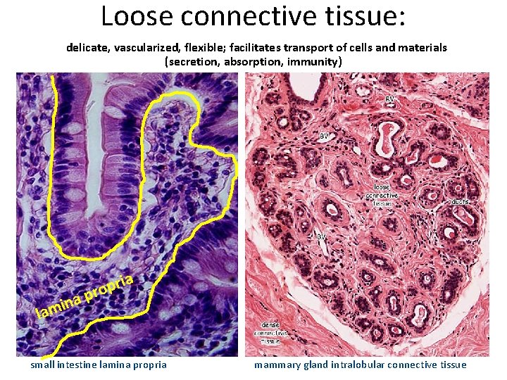 Loose connective tissue: delicate, vascularized, flexible; facilitates transport of cells and materials (secretion, absorption,