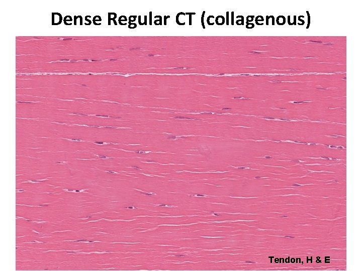 Dense Regular CT (collagenous) Tendon, H & E 