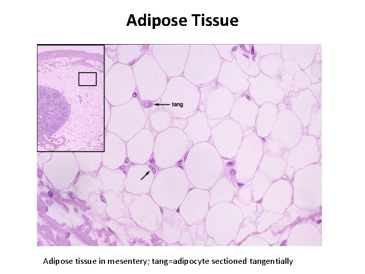 Adipose Tissue Adipose tissue in mesentery; tang=adipocyte sectioned tangentially 