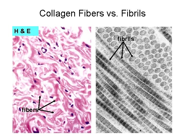 Collagen Fibers vs. Fibrils H&E fibrils fibers 