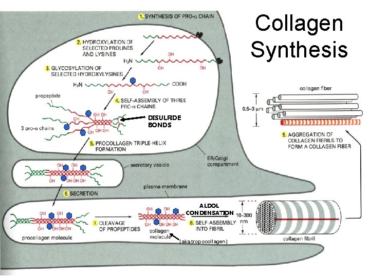 Collagen Synthesis DISULFIDE BONDS ALDOL CONDENSATION (aka tropocollagen) 