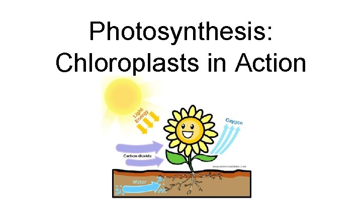 Photosynthesis: Chloroplasts in Action 