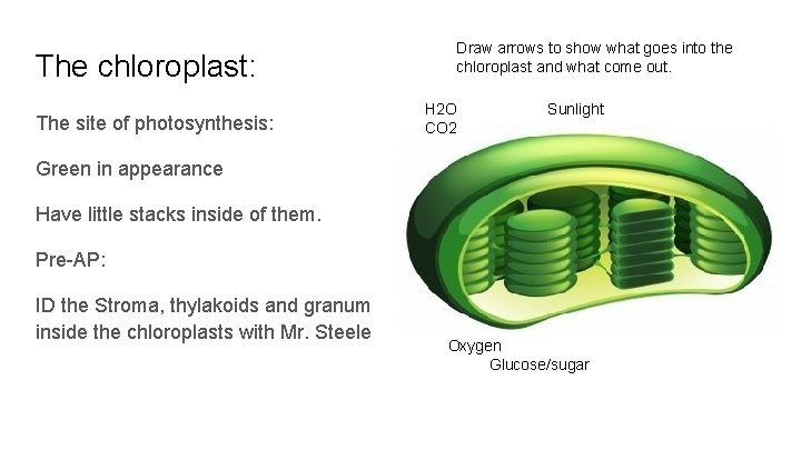 The chloroplast: The site of photosynthesis: Draw arrows to show what goes into the