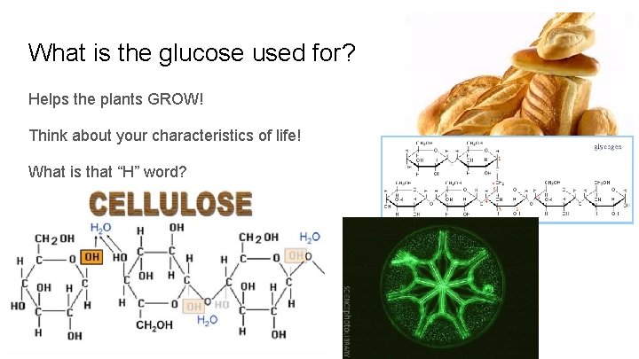 What is the glucose used for? Helps the plants GROW! Think about your characteristics