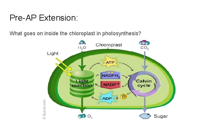 Pre-AP Extension: What goes on inside the chloroplast in photosynthesis? 