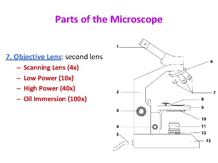 Parts of the Microscope 7. Objective Lens: second lens – – Scanning Lens (4