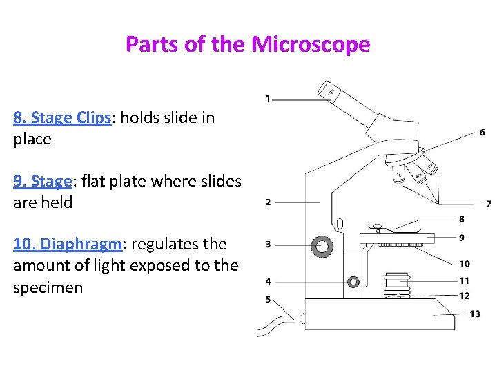 Parts of the Microscope 8. Stage Clips: holds slide in place 9. Stage: flat Parts of the Microscope 8. Stage Clips: holds slide in place 9. Stage: flat