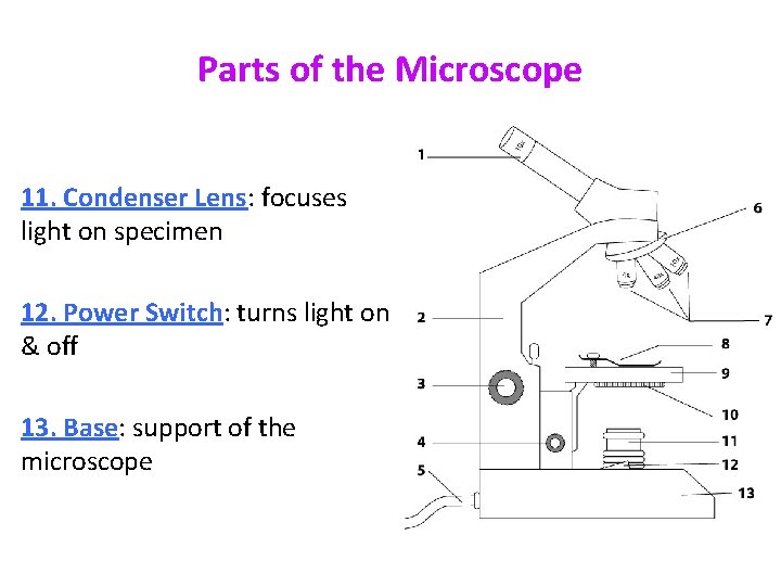 Parts of the Microscope 11. Condenser Lens: focuses light on specimen 12. Power Switch: Parts of the Microscope 11. Condenser Lens: focuses light on specimen 12. Power Switch: