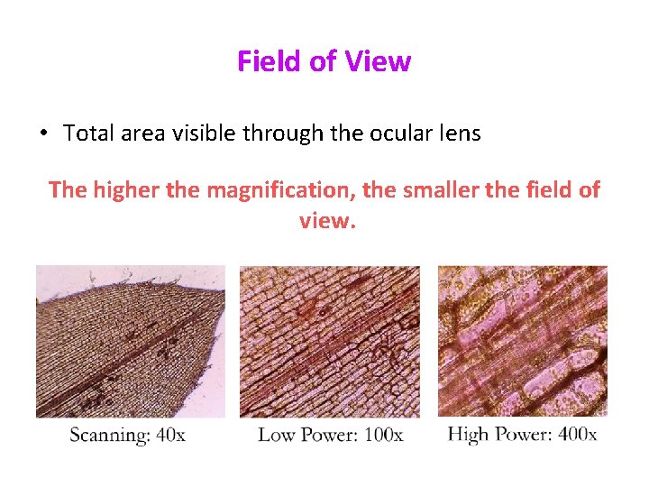 Field of View • Total area visible through the ocular lens The higher the