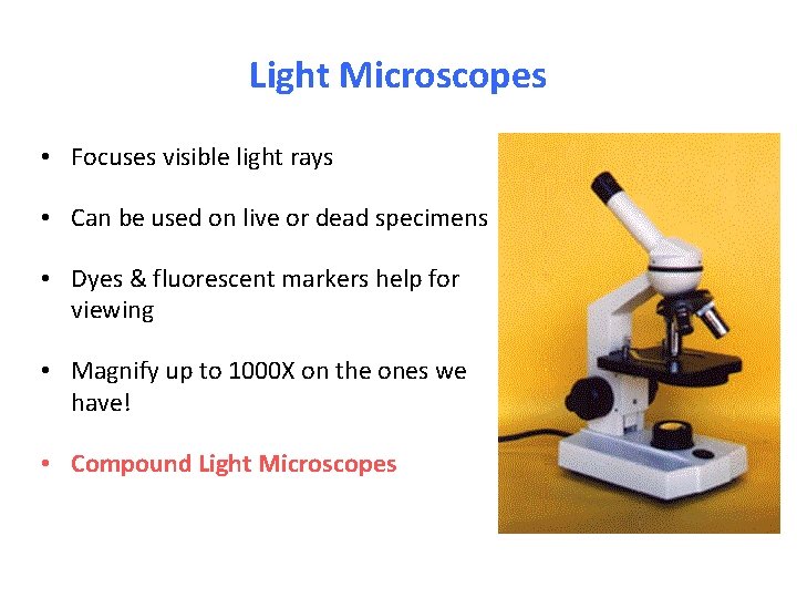 Light Microscopes • Focuses visible light rays • Can be used on live or