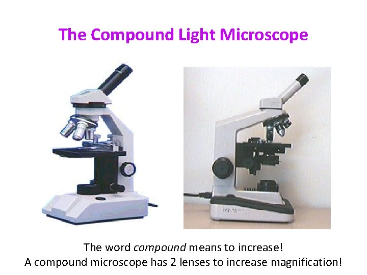 The Compound Light Microscope The word compound means to increase! A compound microscope has